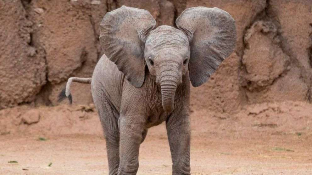 El embarazo de un elefante: ¿Cuánto dura realmente? - Diario Salamanca